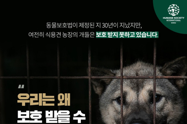 동물보호단체 HSI/Korea, 동물보호법 제정 30년에도 열악한 개식용 산업 현실 알리는 인포그래픽 발표
